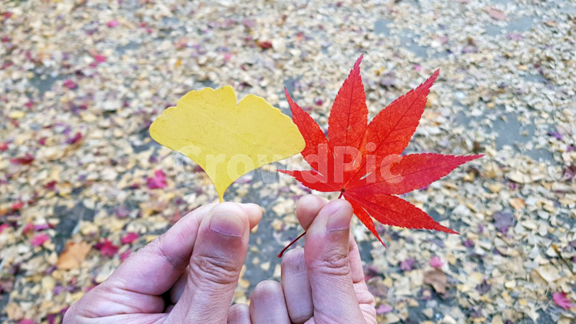 은행,단풍,노랑,빨강,가을,은행잎,단풍잎,가을,계절,fall,autumn,season,신체일부,몸,body,leaf,잎,plant,식물,tree,나무
