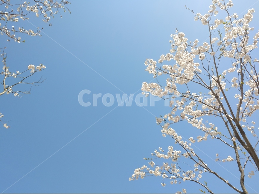 꽃,벚꽃,벚꽃길,벚꽃나무,봄,벚꽃엔딩,봄,계절,spring,season,식물,자연,plants,nature,꽃,flower,plant,blossom,cherry blossom