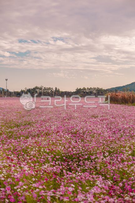 코스모스,꽃,식물,가을,가을꽃,꽃축제,가을명소,가을햇살,가을하늘,하늘
