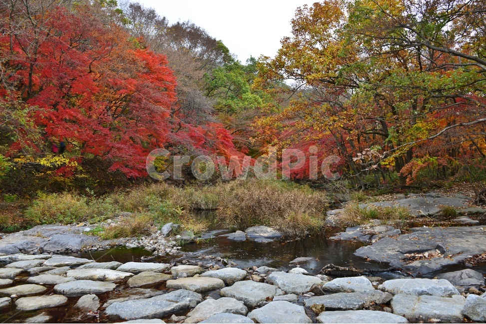 tree,나무,plant,식물,leaf,잎,maple,단풍,고창,선운사,도솔천,선운사가을,가을,계절,추색,만추,단풍잎,낙엽,가을,계절,fall,autumn,season