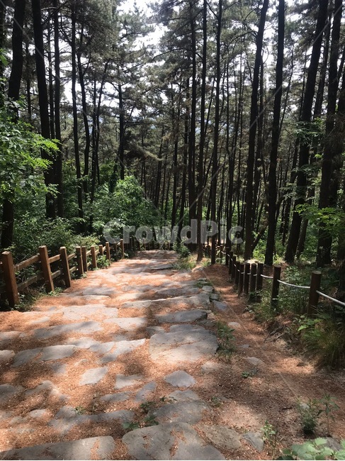 등산로,등산,숲,돌계단,나무,녹음,자연,나뭇가지