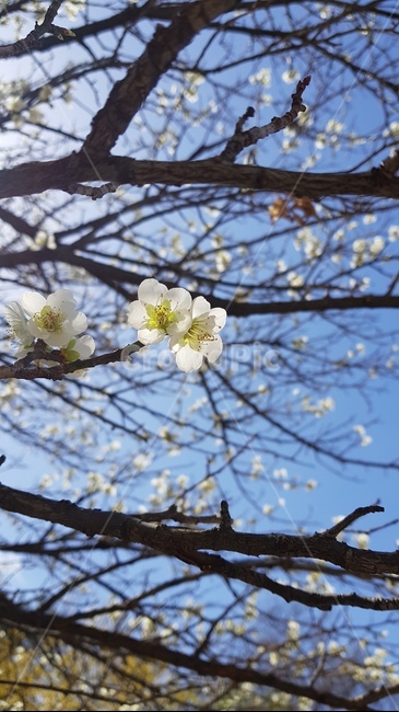봄,꽃,벚꽃,자연,cherryblossom,white,나무,접사,closeup,하늘,풍경,식물,plant,spring