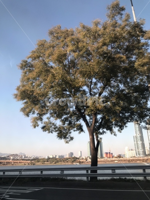 도로,나무,도로위나무,풍경,하늘