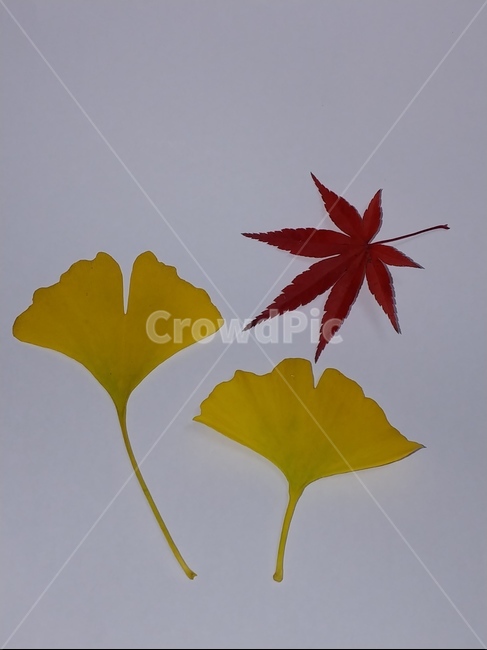 가을,단풍,나뭇잎,단풍잎,낙엽,잎,leaf,식물,나무