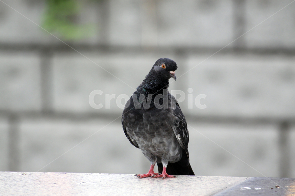 비둘기,돌담,bird,새,animal,동물,동물,animal,조류,새,birds