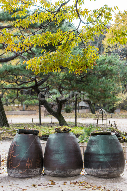 장독,옹기,분재,가을,단풍,낙엽,가을,계절,fall,autumn,season,한국전통,한국문화,korean traditional,korean culture