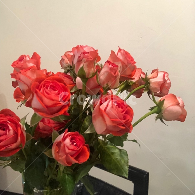 꽃,장미,주홍장미,장미꽃,예쁜꽃