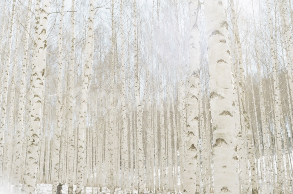 Trees,Inje,Birch Bark,Snow,Birch Forest,Film Photo,Bark,Inje Birch Forest,Birch Tree