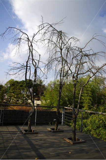 나무,하늘,식물,구름,공원,자연,풍경,nature,landscape,tree,plant