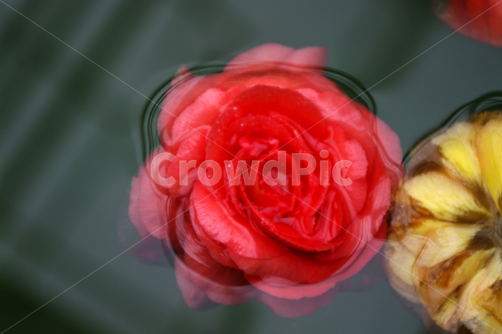 꽃,식물,flower,plant,color,식물,자연,plants,nature,꽃,flower