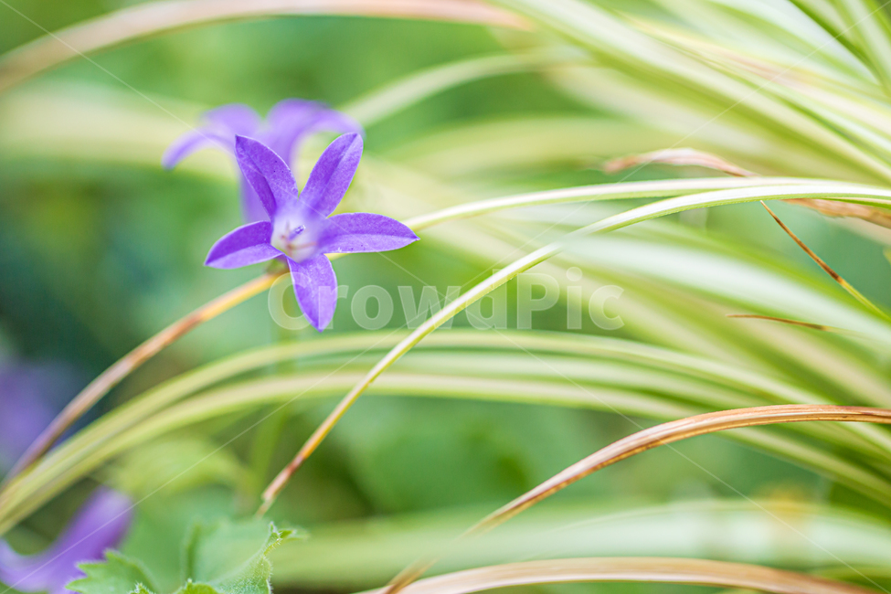 blossom,꽃,flower,plant,식물,바탕화면,자연,초록,green,nature,flowergarden,garden,식물,자연,plants,nature,꽃,flower