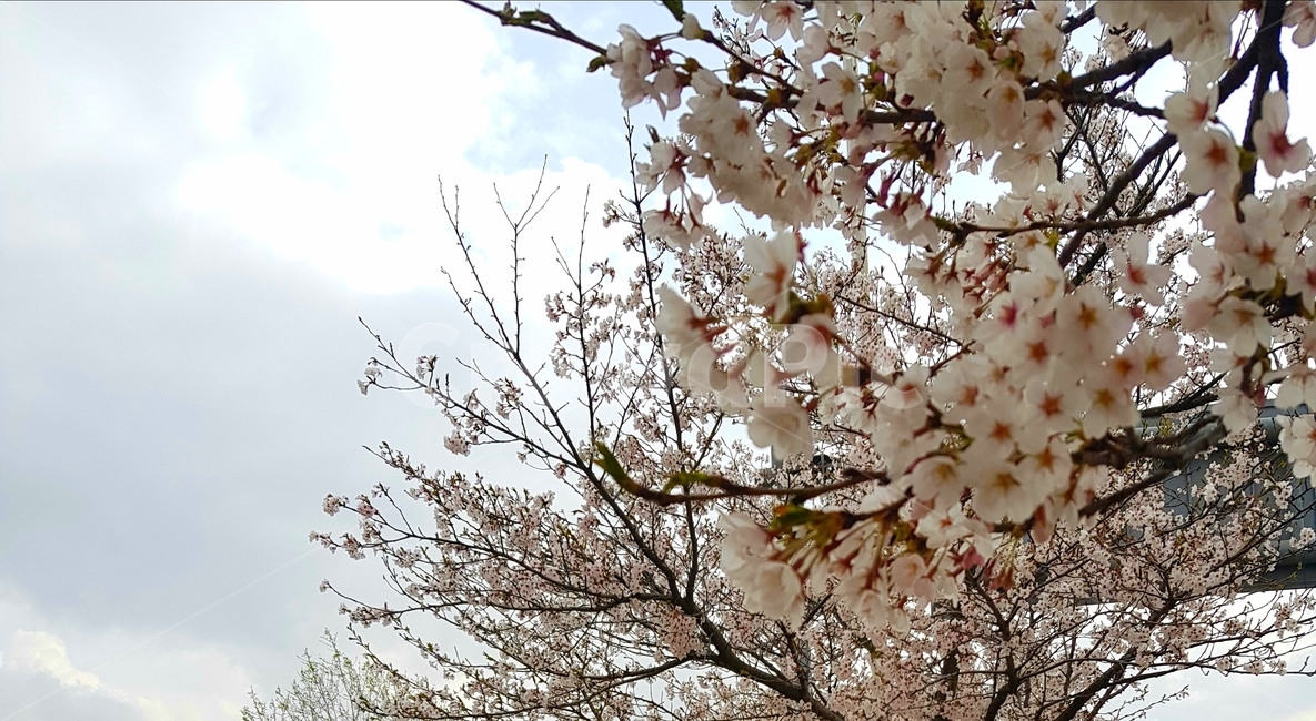 벚꽃,blossom,봄,나무,하늘
