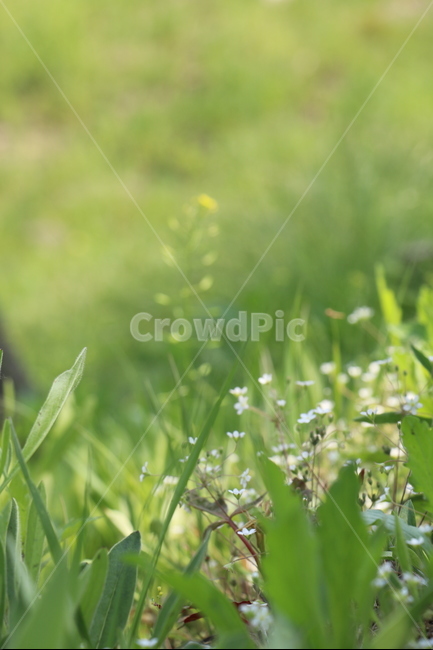 냉이꽃,봄,들판,보앚이,꽃,그린,공원,식물,자연,plants,nature,꽃,flower