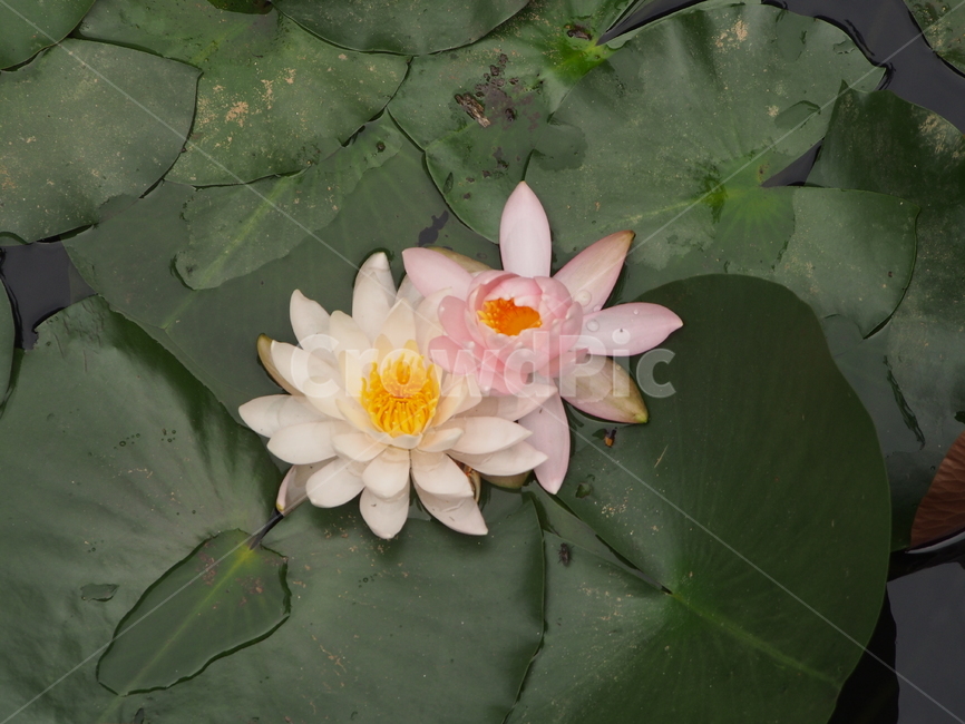꽃,식물,flower,plant,lily