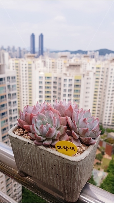 다육이,화분,화초,식물,하늘,배경,자연,식물,자연,plants,nature,실내용화초,화분,화초,house plant