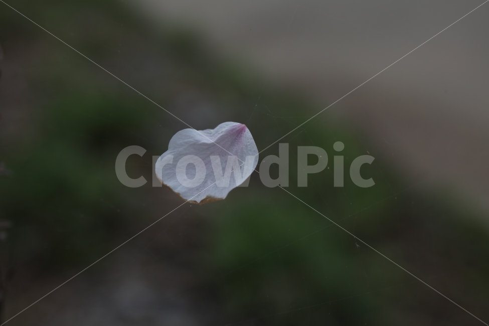 벚꽃,꽃잎,봄,바람,낙화,식물,자연,plants,nature,꽃,flower