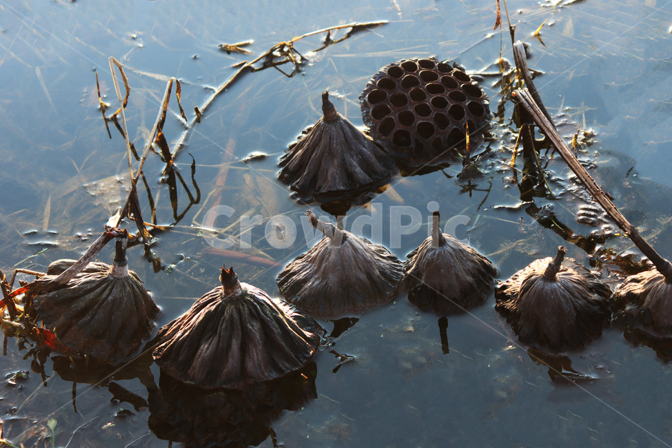 연꽃,연밥,겨울연꽃,자연,물,outdoors,옥외,nature,water,추상,식물