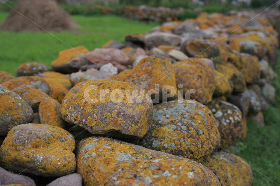 mosses,돌담,초록,이끼,stone