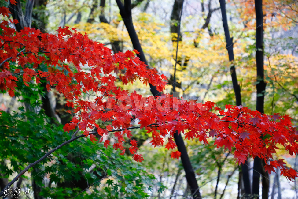 잎,식물,나무,단풍,낙옆,가을,계절,fall,autumn,season