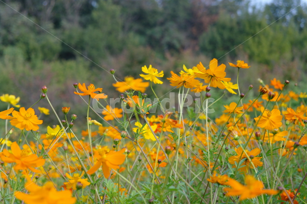 봄,꽃,자연,노랑,들꽃,식물,자연,plants,nature,꽃,flower