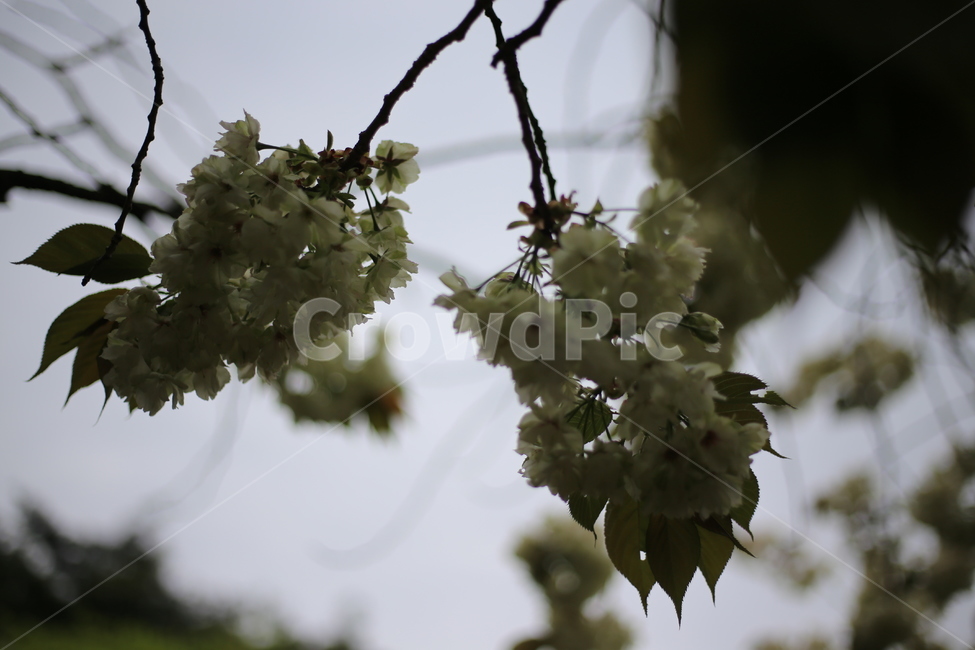 청벚꽃,벚꽃,꽃,봄꽃,겹벚꽃,봄,식물,자연,plants,nature,꽃,flower