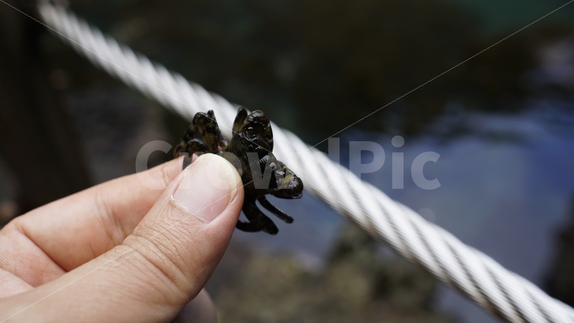 바닷게,꽃게,참게,생물,바다,해안,올레길,어류,손,손가락,동물,animal,물고기,fish,snap,스냅,스냅사진,스넵사진,스넵,감성,감성사진,힐링,힐링사진,손톱,자연,nature