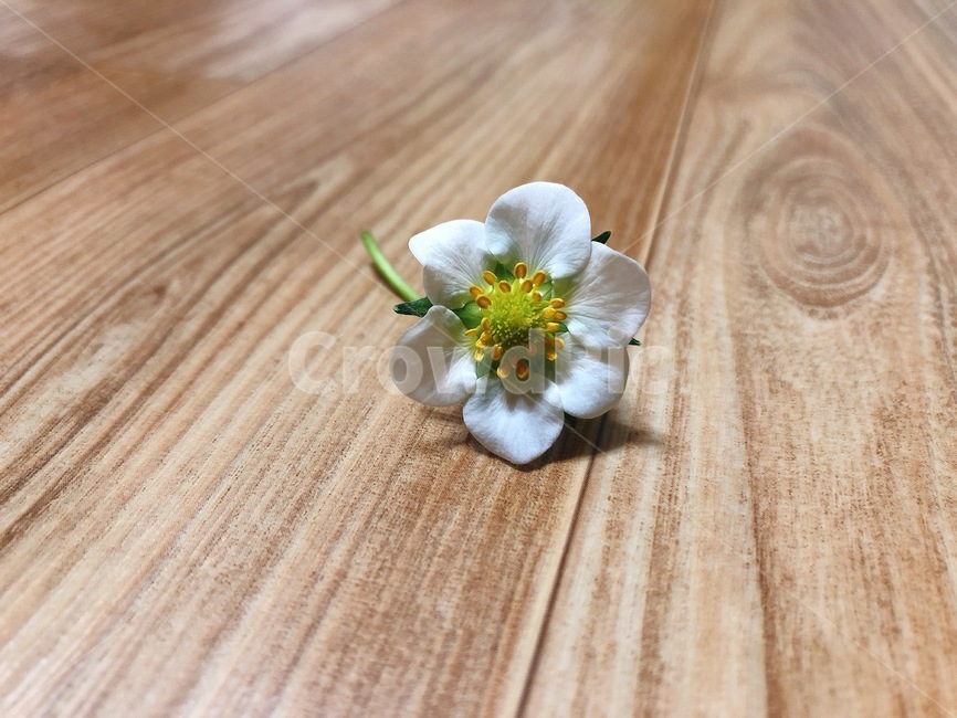 꽃,딸기꽃,작은꽃,하얀꽃,딸기꽃,꽃,flower
