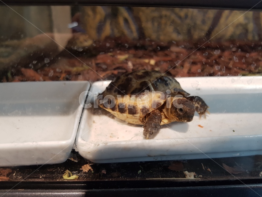 거북이,파충류,육지거북,동물,이색동물,동물,animal,파충류,양서류,reptile,amphibian