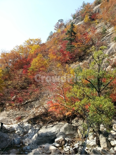 단풍,나무,식물,계곡,tree