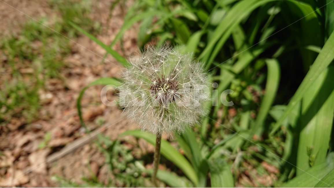 식물,풀,야생화,민들레,민들레씨앗,봄,여름,씨앗,봄,계절,spring,season,식물,자연,plants,nature,꽃,flower,plant,blossom