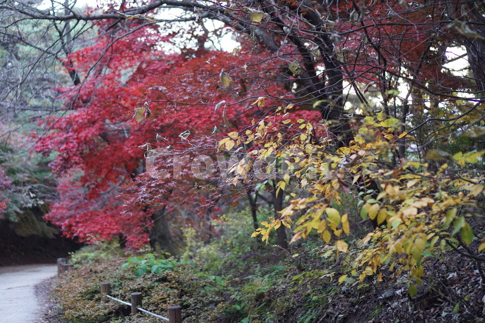 가을산,단풍,낙엽,나무,가을,가을,계절,fall,autumn,season,자연,풍경,nature,landscape,tree,plant,식물,leaf,잎,maple