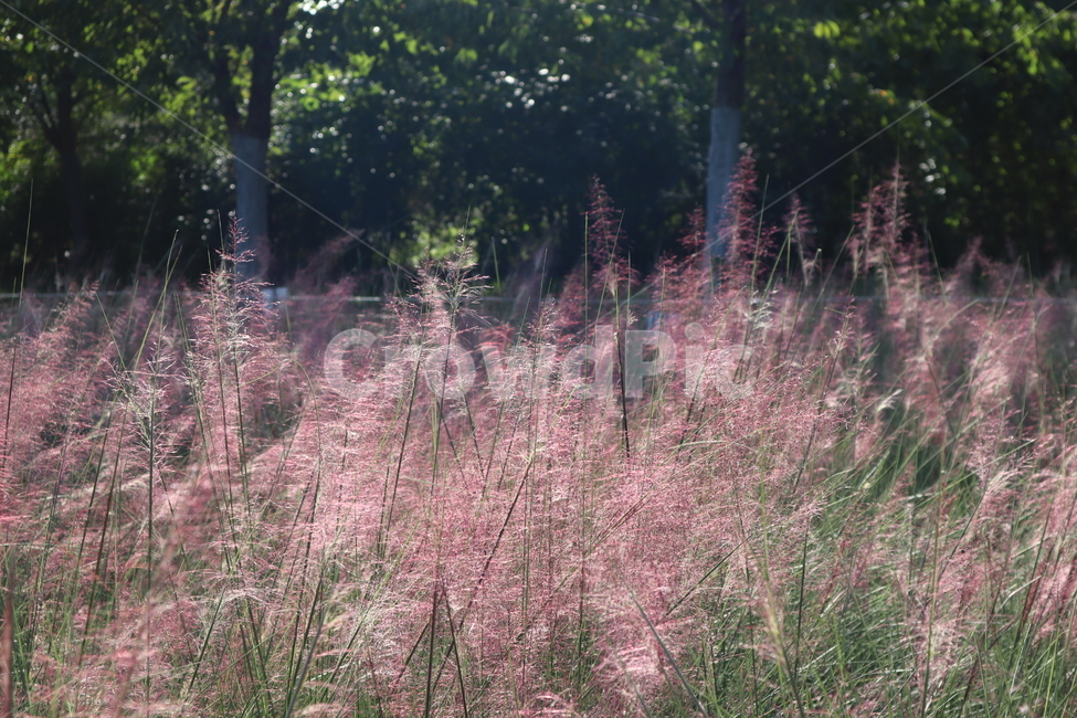 plant,식물,가을,꽃,핑크뮬리,자연,계절,flower,beautiful,축제,꽃밭,가을꽃,공원