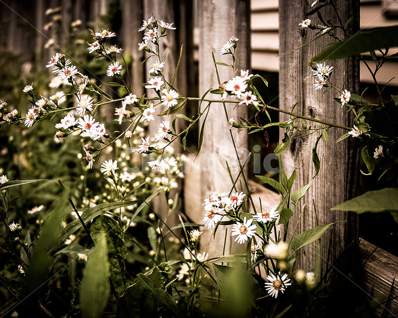 plant,식물,blossom,flower,꽃,식물,자연,plants,nature,꽃,flower