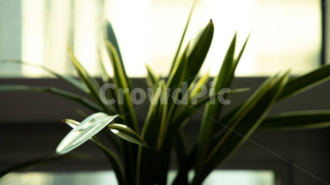 식물,난,빛,벌레먹은난,하일라이트,plant