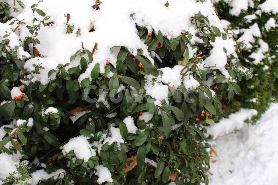 눈,겨울,겨울아침,계절,분위기,색감,winter,snow,snowing