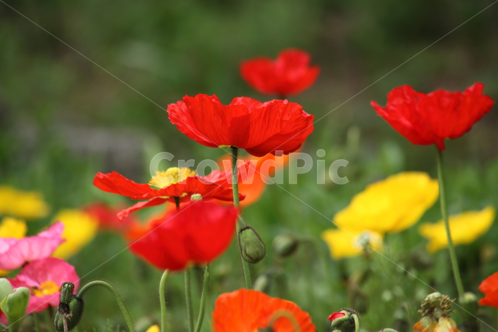 양귀비,꽃,꽃양귀비,조경용,poppy