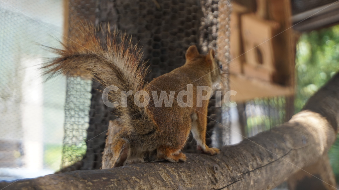 다람쥐,동물원,animal,동물,포유류,mammal,rodent,설치류,squirrel,청설모,동물,animal,포유류,mammal