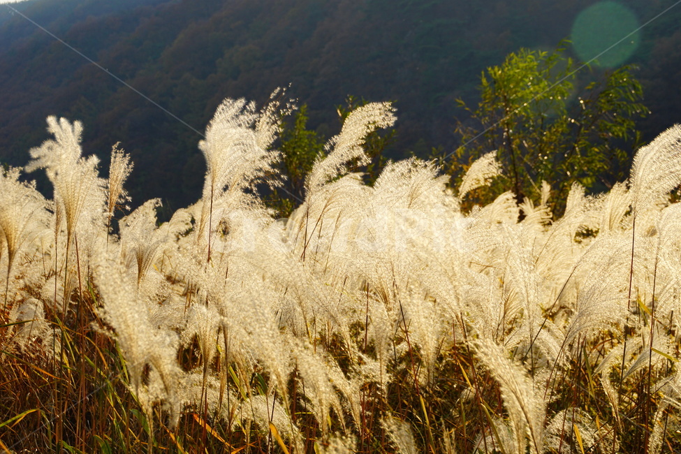 plant,식물,갈대,자연,풍경,가을,계절,fall,autumn,season