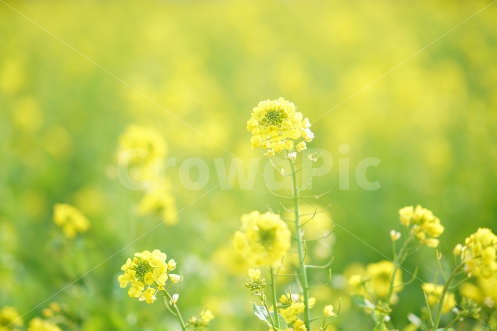 유채꽃,노랑,노란꽃,노랑꽃,제주도,산방산,봄,식물,자연,plants,nature,감성,sensible,feeling,봄,계절,spring,season,꽃,flower,blossom,plant