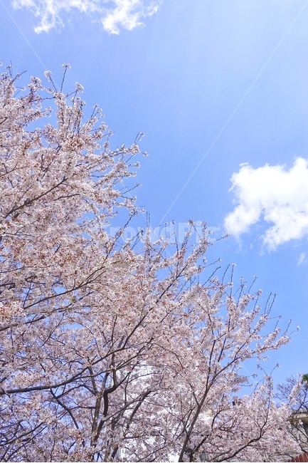 봄,벚꽃,하늘,나무,풍경,구름,분홍,봄,계절,spring,season,식물,자연,plants,nature,나무,trees,wood,plant,flower,꽃,blossom