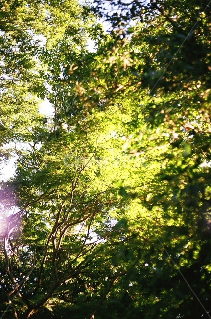 풀,flare,플레어,light,빛