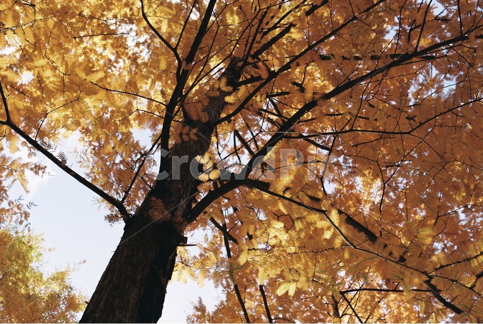 나무,가을,단풍,숲,메타세콰이어,가을,계절,fall,autumn,season,식물,자연,plants,nature,나무,trees,wood,tree,plant,leaf,잎,tree trunk,나무 줄기