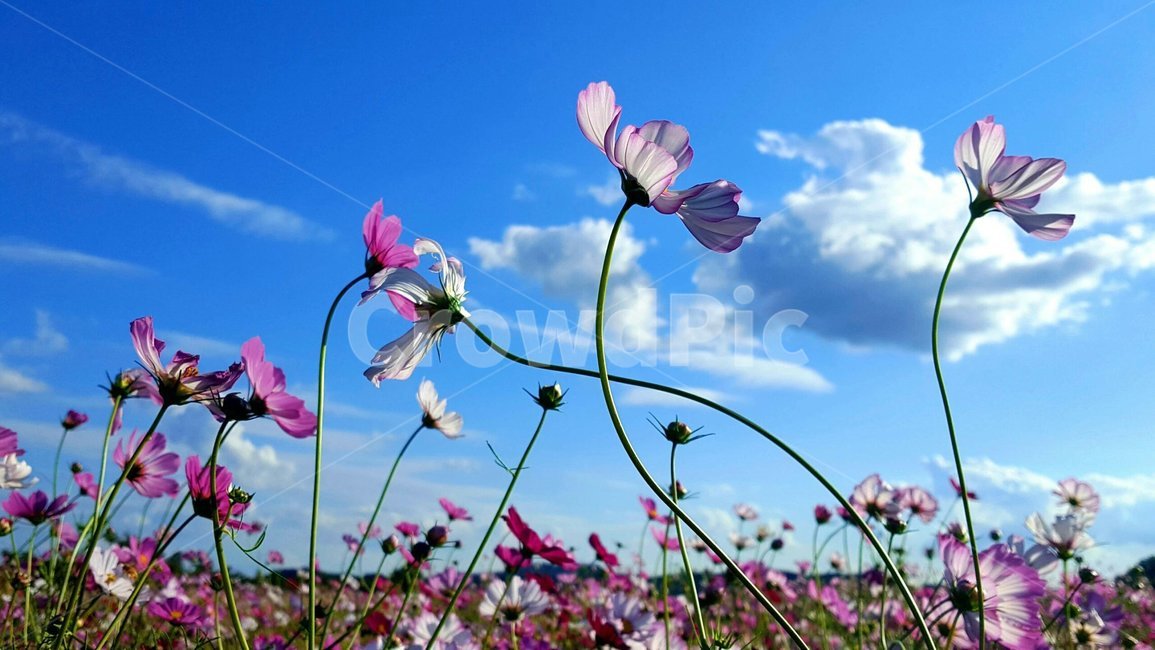봄,spring,꽃,배경,맑음,가을,계절,fall,autumn,season,꽃,flower