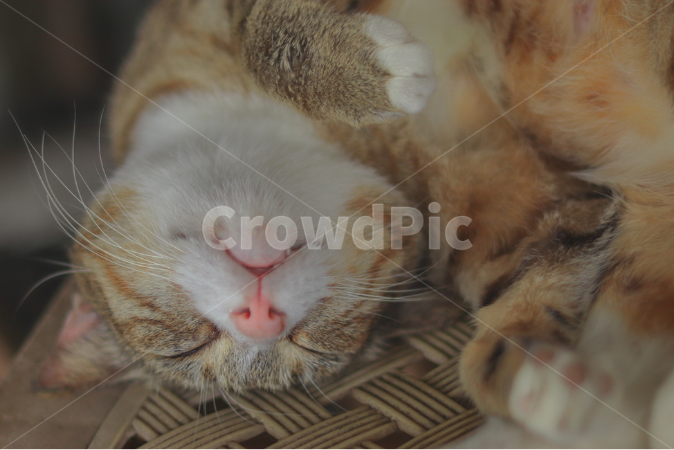 고양이,동물,길고양이,냐옹이,야옹이,잠,길거리,animal,straycat,kitty,street,동물,animal,포유류,mammal,고양이,cat,kitten,kitty