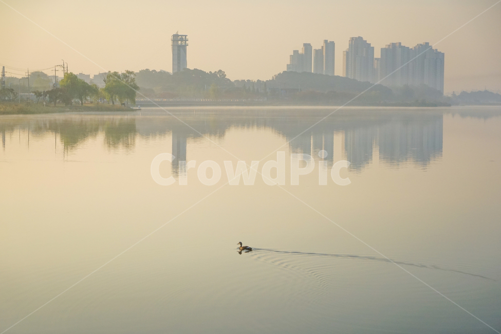 호수,왕송지,저수지,안개,여명,새벽,물안개,풍경,도시,풍경,city,landscape,한국도시풍경,한국도시경관,korea cityscape,동물,animal,조류,새,birds,nature,자연