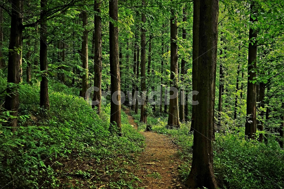 숲,자락길,나무,초록,신록,자연,woods,nature,green,cool,summer,walkaway,힐링,휴식,시원함,고요함,healing,relaxation,calm,forestbathing,freshness,자연,풍경,nature,landscape,식물,plants,나무,trees,wood,ground,바닥,tree,plant,path,통로,vegetation,초목