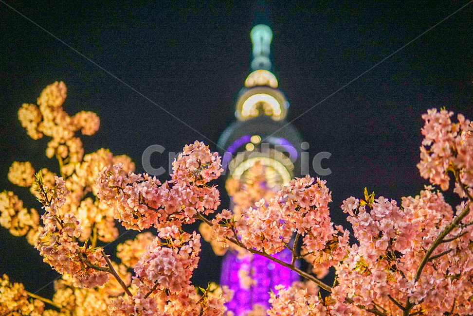 봄,벚꽃,야경,도쿄,스카이트리,봄,계절,spring,season,야경,밤,풍경,nightscape,night,landscape,랜드마크,landmark,tourist attraction,해외,외국,세계,foreign,oversea,world,세계랜드마크,해외랜드마크,외국랜드마크,world landmark,world tourist attraction,식물,자연,plants,nature,꽃,flower,감성,sensible,feeling,색깔,색상,색채,색감,color sense,color sensitivity,feeling of color,plant