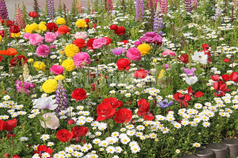 꽃,자연,식물,봄,봄꽃,아름다움,식물,자연,plants,nature,꽃,flower