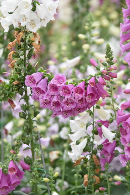 디기탈리스,꽃,식물,flower,꽃대,식물,자연,plants,nature,꽃,flower
