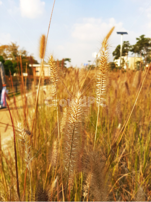 plant,식물,food,음식,vegetable,생산액,produce,곡물,grain,벼,오후,낮,누런빛배경,산책,오후산책,산들바람,식물,자연,plants,nature